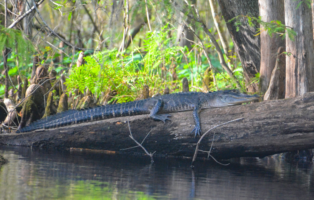 A Withlacoochee Gator
