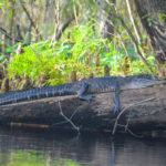 A Withlacoochee Gator