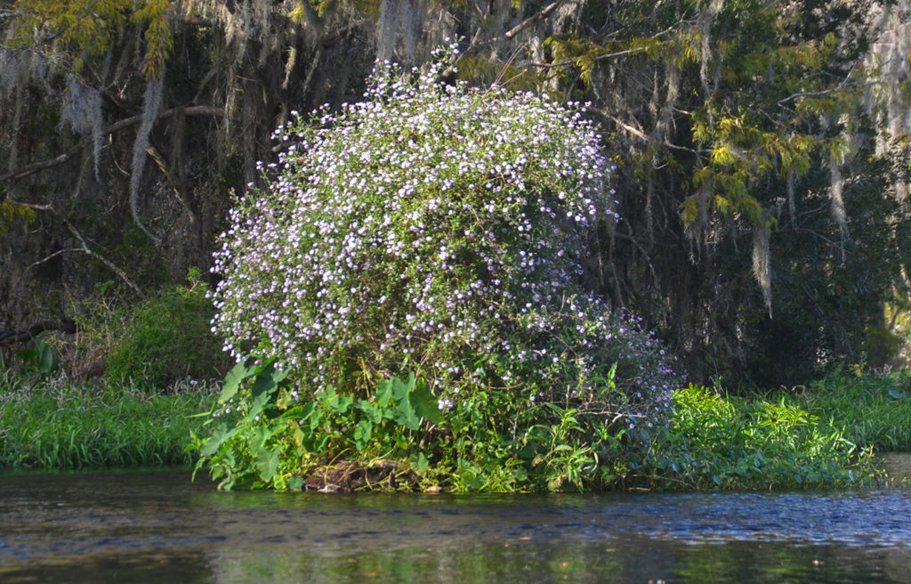 An Aster Island