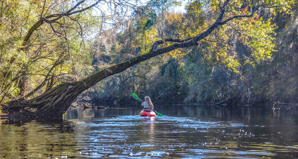 Beneath a leaning Maple - River Rise