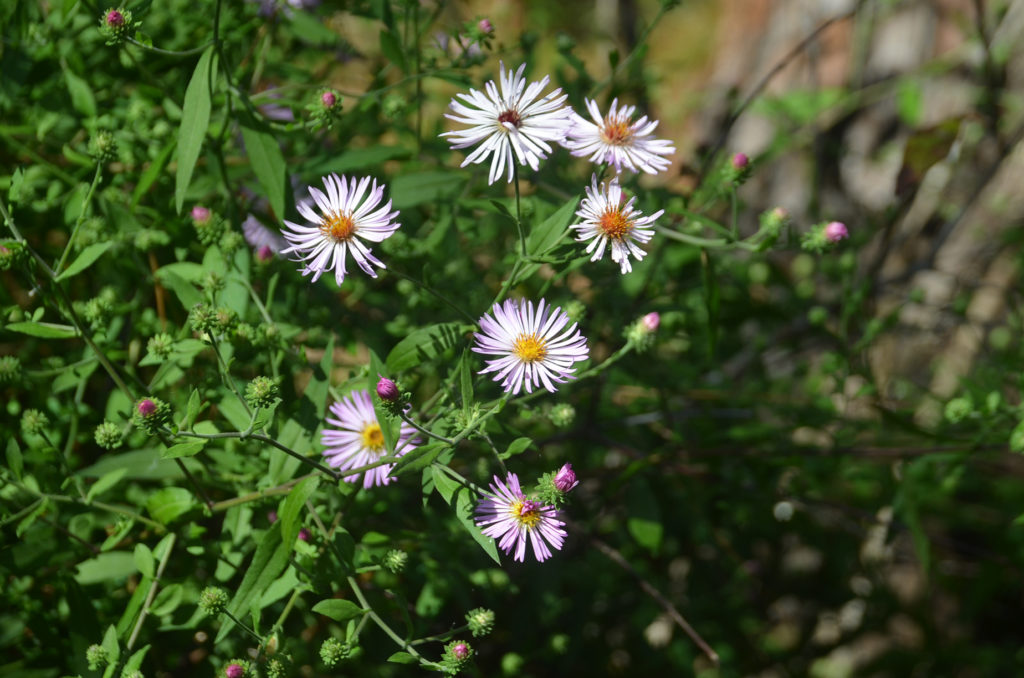 Climbing Asters