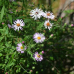 Climbing Asters