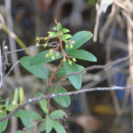 Climbing Fetterbush - Pieris phyllyreifolia