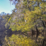 Colored Cypress - River Rise