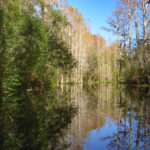 Cypress Reflection