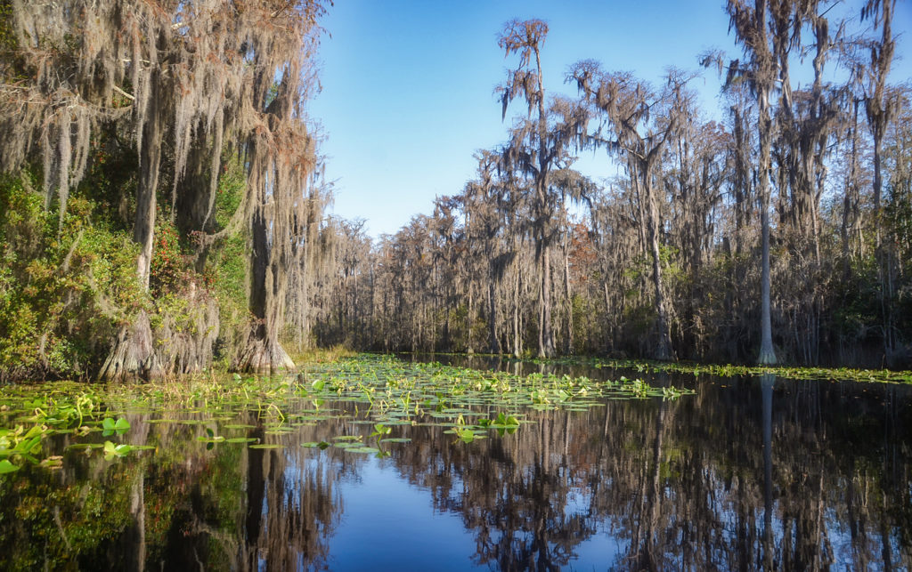 Enter Middle Fork Suwannee River