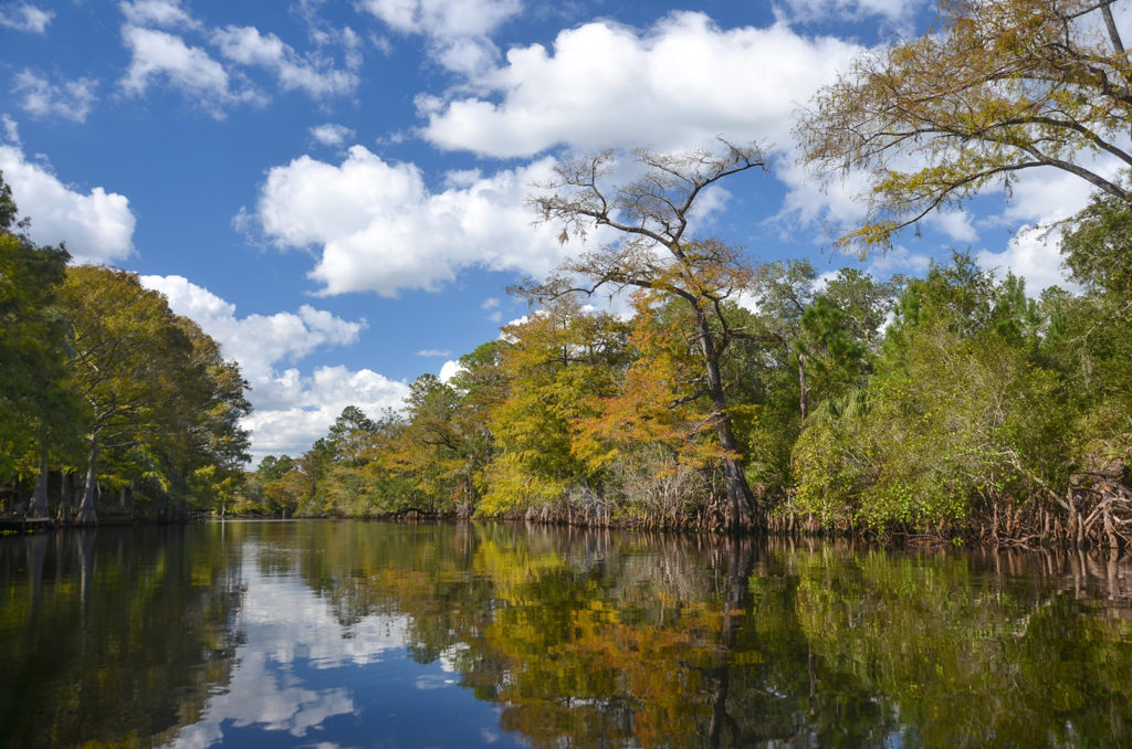 Fall on the Withlacoochee River