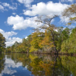 Fall on the Withlacoochee River