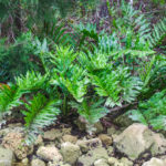 Giant Leather Fern - Withlacoochee River (S)