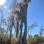 Hollow Tree - Billy's Lake Okefenokee Swamp