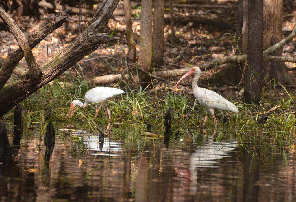 Ibis along the Shoreline