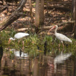 Ibis along the Shoreline