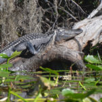 Medium Gator Sunning