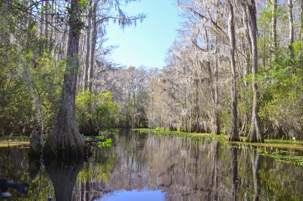 Middle Fork Suwannee River