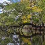 Oak Arch on the Withlacoochee