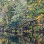 Oak overhangs river