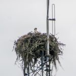 Osprey Nest along the Barge Canal