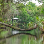 Palm leans across the Withlacoochee River