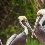 Pelicans at the Lock