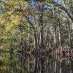 Santa Fe River Shoreline