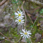 Small White Aster - Symphyotrichum racemosum