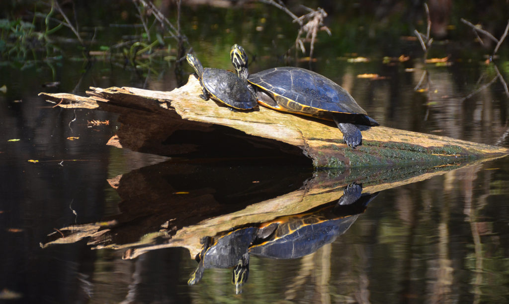 Sunning Turtles - River Rise