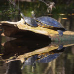 Sunning Turtles - River Rise