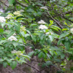 Swamp Dogwood - Cornus foemina
