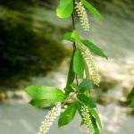 Virginia Willow Sweetspire - Itea virginica