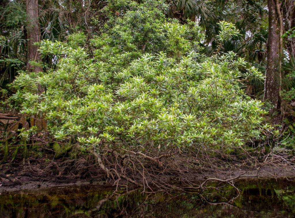 Wax Myrtle - Myrica cerifera - Withlacoochee River