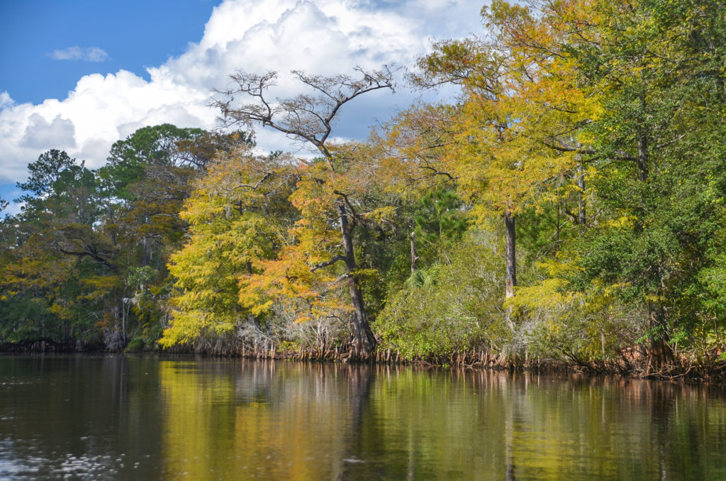 Withlacoochee River Colors