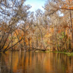 Autumn on the Ichetucknee River