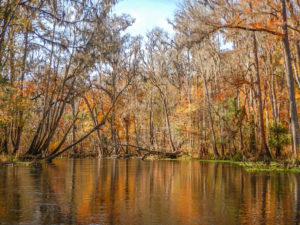 Autumn on the Ichetucknee River