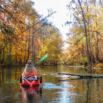 Fall Paddle on the Ichetucknee River