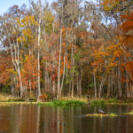 Fall on the Ichetucknee River