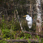 Great Egret on the Ichetucknee River