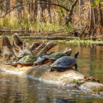 Refuge on a fallen tree trunk