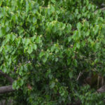 Camphor Tree - Cinnamomum camphora