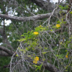 Carolina Yellow Jasmine - Gelsemium sempervirens