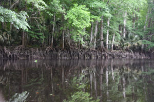 Cypress Knee Bank - Ocklawaha River