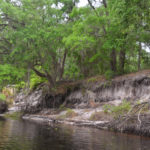 Eroded Bank on Upper Ocklawaha River