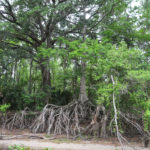 Exposed Cypress Roots on the Ocklawaha River