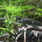 Happy Gator on the Ocklawaha River