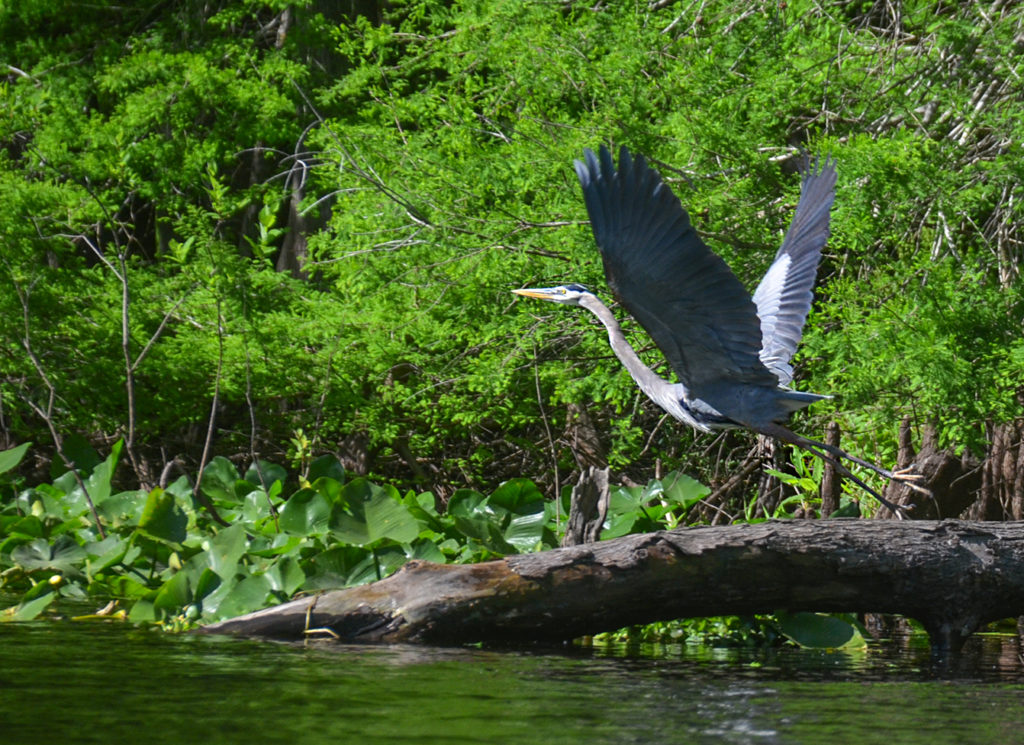 Heron takes flight on the Ocklawaha River