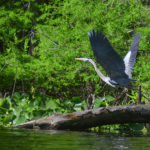 Heron takes flight on the Ocklawaha River