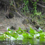 Plecostomus Holes - Upper Ocklawaha River