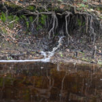 Seepage into Ocklawaha River