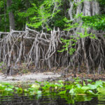 Spider-like Cypress roots