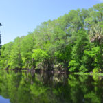 Wall of Cypresson the Ocklawaha River