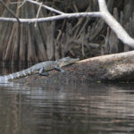 Young Gator on the Ocklawaha River